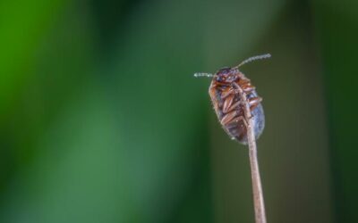 Tipos de control de plagas