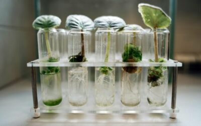 Biotecnología ambiental: qué es, qué hace y ejemplos