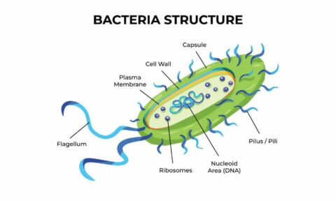 ¿Cuáles son las partes de una bacteria? Tamaños y tipos | IEQFB