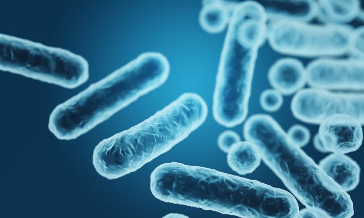 ¿Qué es la genética bacteriana y qué estudia?