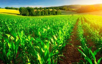 Estudia el máster en cultivos herbáceos