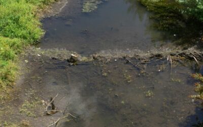 Microorganismos de agua: ¿cuáles son?