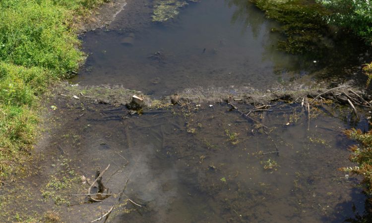 Microorganismos de agua: ¿cuáles son?