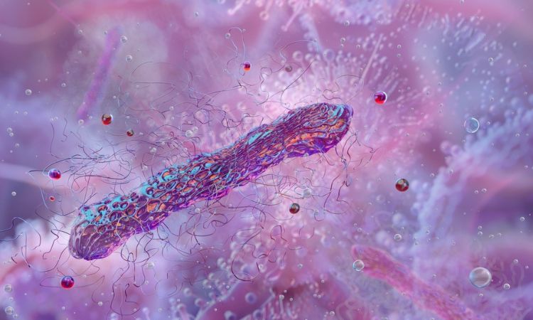 ¿Cuáles son las partes de una bacteria?