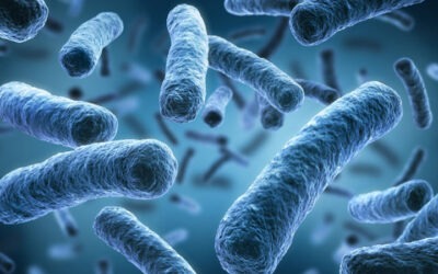 ¿Qué son las proteobacterias y cómo se clasifican?
