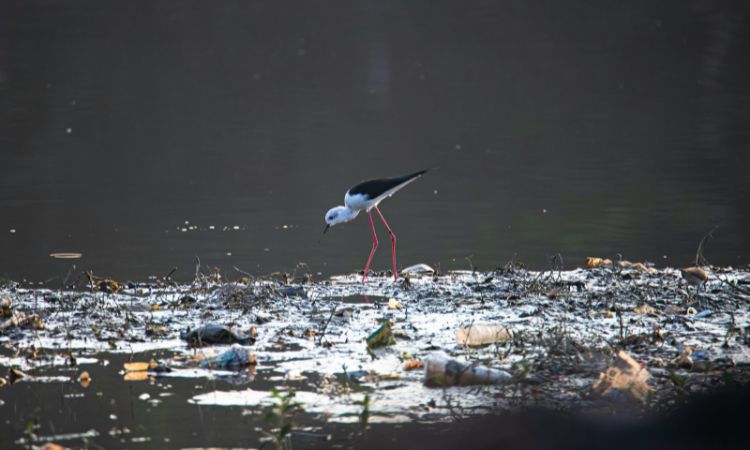 Bacterias del agua estancada: ¿cuáles hay?